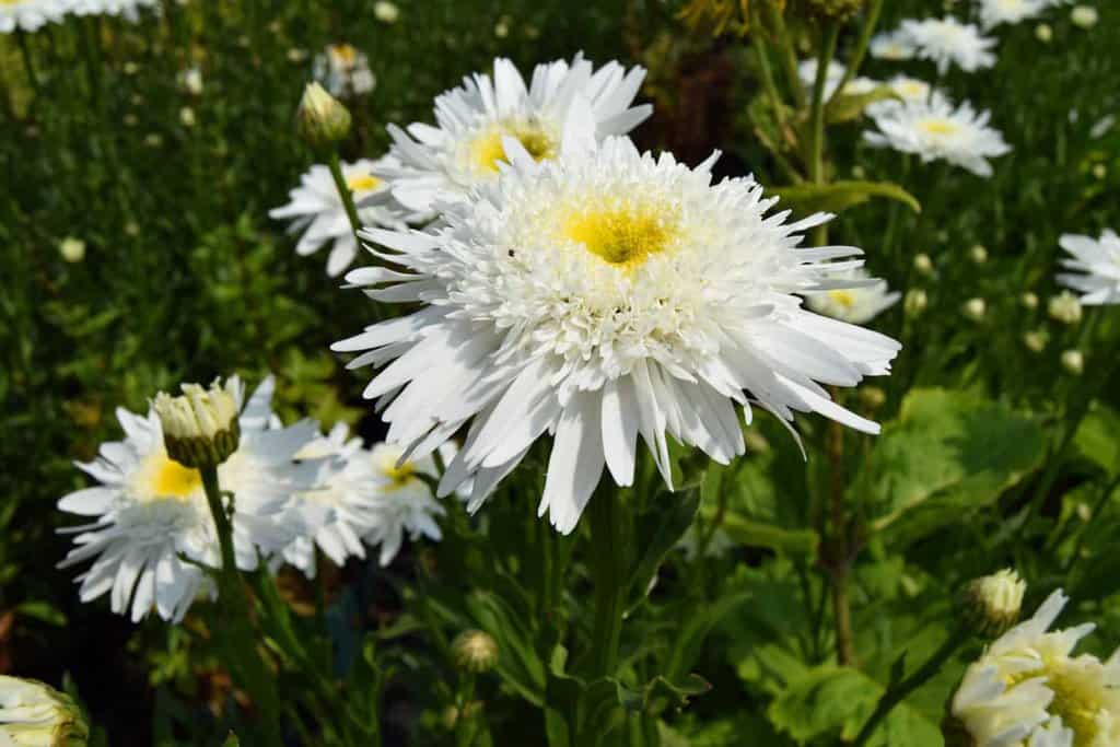 Leucanthemum x superbum 'Wirral Supreme' ---